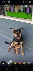Lost Male Dog last seen Centinela and hazel, Inglewood, CA 90302