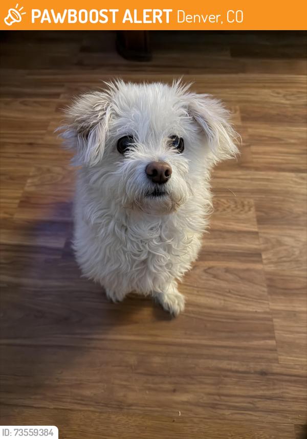 Found/Stray Female Dog last seen Near Swansea Elementary, Denver, CO 80216