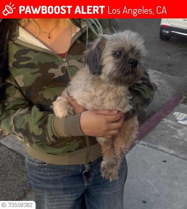 Lost Male Dog last seen Valencia and W 7th street, Los Angeles, CA 90017