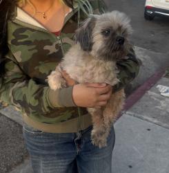 Lost Male Dog last seen Valencia and W 7th street, Los Angeles, CA 90017