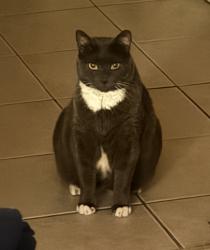 Reunited Female Cat last seen Salome Urena Elementary School, Newark, NJ 07107