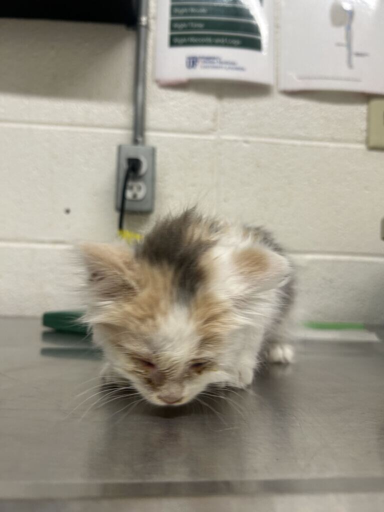 Shelter Stray Female Cat last seen Near W 2400 S, Syracuse, UT 84075, USA, 1422 E 600 N, Fruit Heights, UT 84037, USA