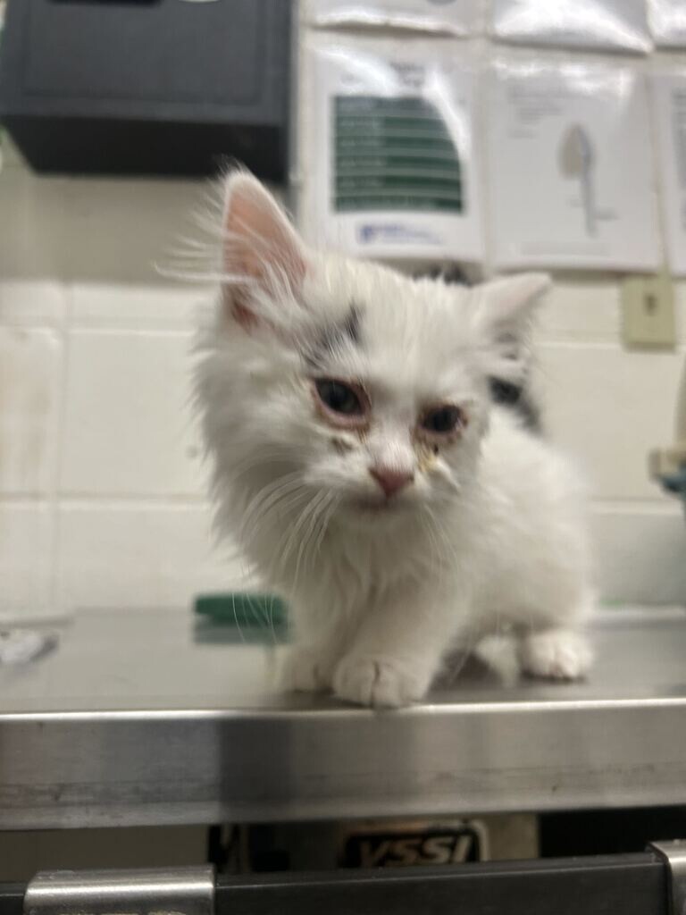 Shelter Stray Male Cat last seen Still Water Dr, Syracuse, UT 84075, USA, 1422 E 600 N, Fruit Heights, UT 84037, USA