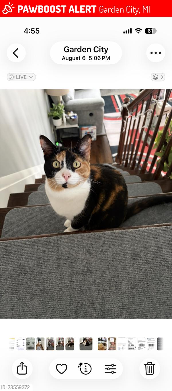 Lost Female Cat last seen Firefield and Maplewood st, Garden City, MI 48135