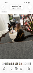 Lost Female Cat last seen Firefield and Maplewood st, Garden City, MI 48135