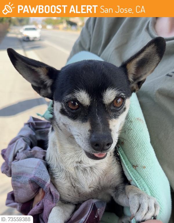Found/Stray Male Dog last seen Capitol expressway by Andrew Hill in San Jose, San Jose, CA 95111