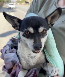 Found/Stray Male Dog last seen Capitol expressway by Andrew Hill in San Jose, San Jose, CA 95111