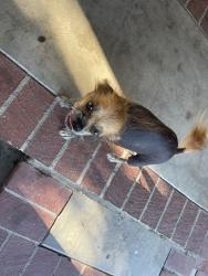Found/Stray Female Dog last seen Buenos días café, Riverside, CA 92507