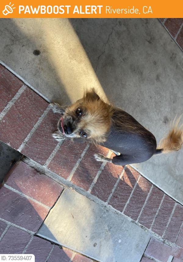 Found/Stray Female Dog last seen Buenos días café, Riverside, CA 92507