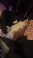 Reunited Male Cat last seen Cliff rd, Eagan, MN 55122