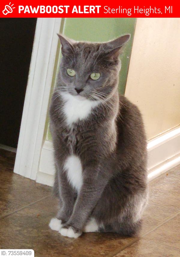 Lost Female Cat last seen Near Bellevue Blvd, Sterling Heights, MI, USA, Sterling Heights, MI 48313