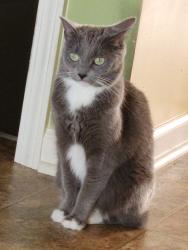 Lost Female Cat last seen Near Bellevue Blvd, Sterling Heights, MI, USA, Sterling Heights, MI 48313
