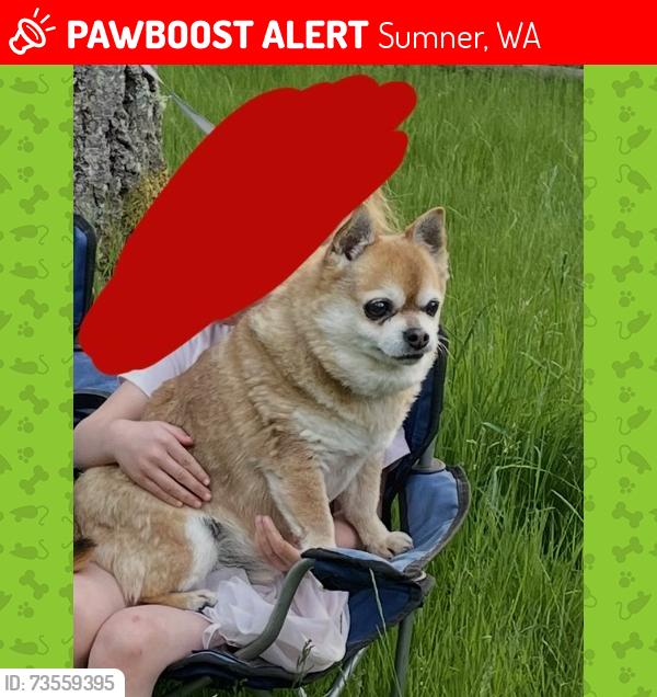 Lost Male Dog last seen 67th and myers rd, Sumner, WA 98391