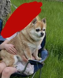 Lost Male Dog last seen 67th and myers rd, Sumner, WA 98391