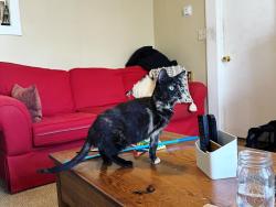 Reunited Female Cat last seen Near Bedford St, Bridgewater, MA 02324, USA, Bridgewater, MA 02324
