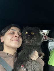 Reunited Male Cat last seen Deerhorn , entering the neighborhood, Kuna, ID 83634