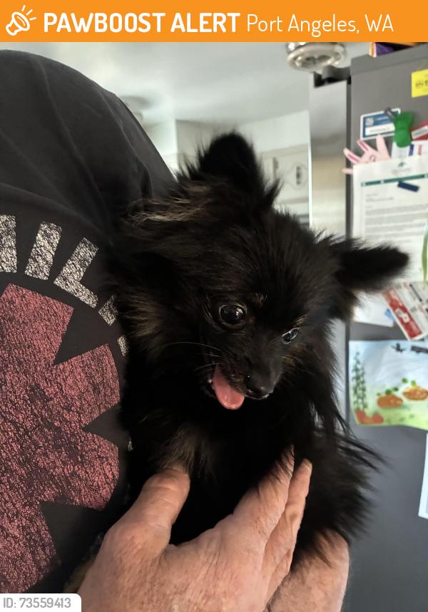 Found/Stray Male Dog last seen E street, Port Angeles, WA 98362