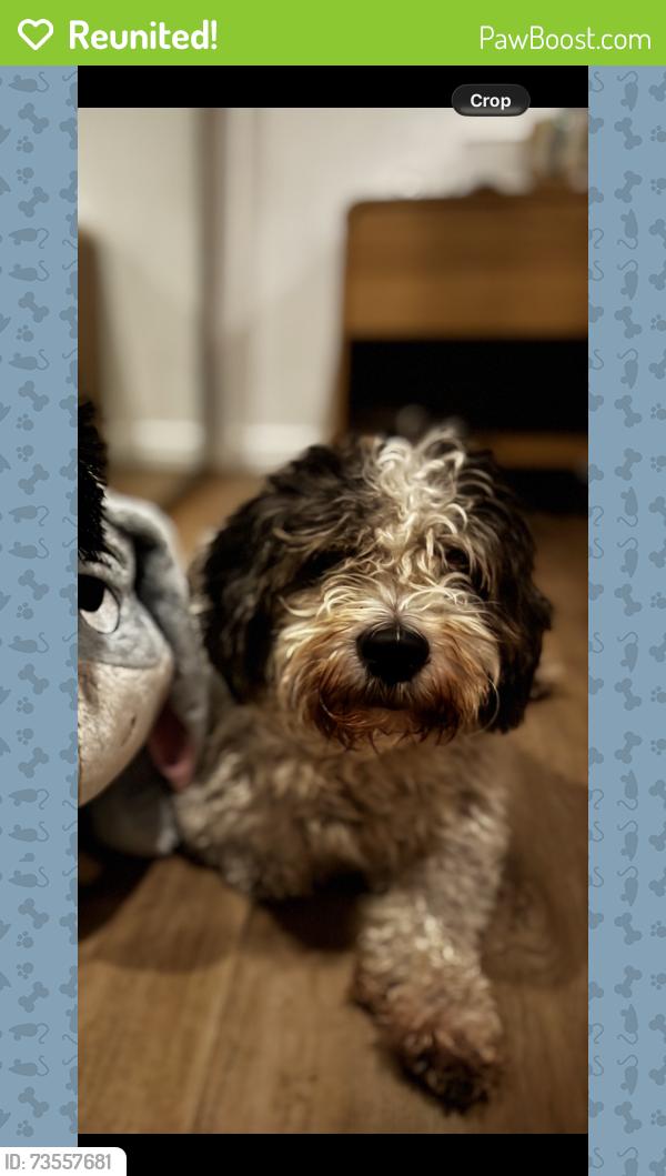 Reunited Male Dog last seen Paget street, Carina, QLD 4152