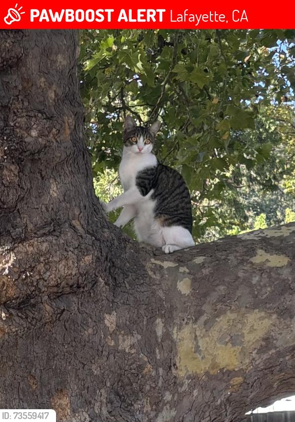 Lost Male Cat last seen Moraga Boulevard, Lafayette, CA 94549