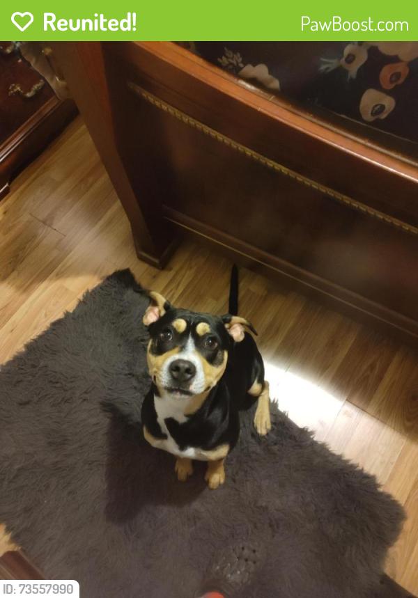 Reunited Male Dog last seen 25th and thurmond, Winston-Salem, NC 27105