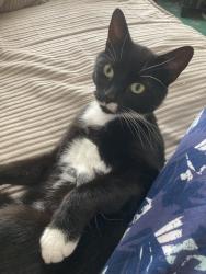 Lost Male Cat last seen Dudley Hill Road, Bradford, West Yorkshire, England BD2 3AE