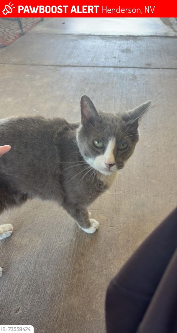 Lost Male Cat last seen Pacific, Henderson, NV 89015