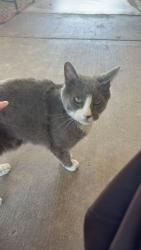 Lost Male Cat last seen Pacific, Henderson, NV 89015