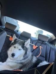 Found/Stray Female Dog last seen Southgate, Daly City, CA 94015