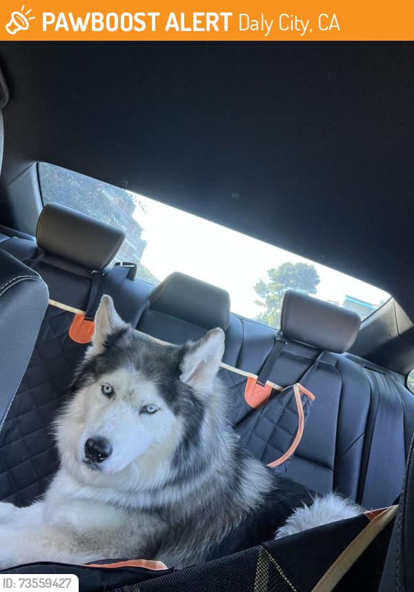 Found/Stray Female Dog last seen Southgate, Daly City, CA 94015