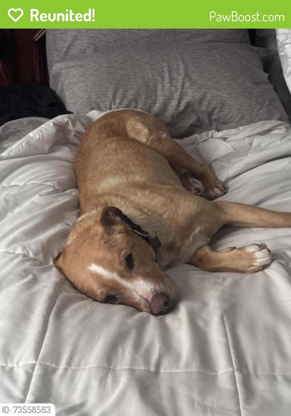 Reunited Male Dog last seen Near S, Lawrence Cir, 9640 S, South Jordan, UT 84095