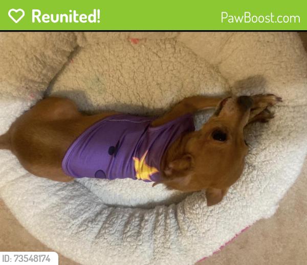Reunited Female Dog last seen E Lake Mead Blvd & N Hollywood Blvd, Sunrise Manor, NV 89156, USA, Sunrise Manor, NV 89156