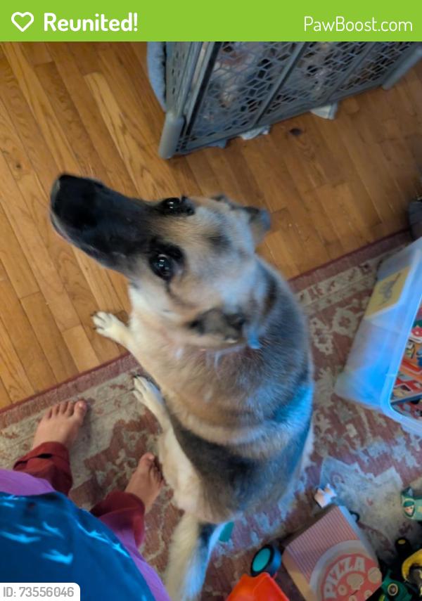 Reunited Female Dog last seen Rustwood Drive and Live Oak, Athens, GA 30607