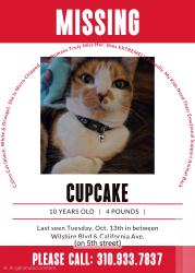 Reunited Female Cat last seen Between Wilshire Blvd & California Ave. Across from shake shack, Santa Monica, CA 90403