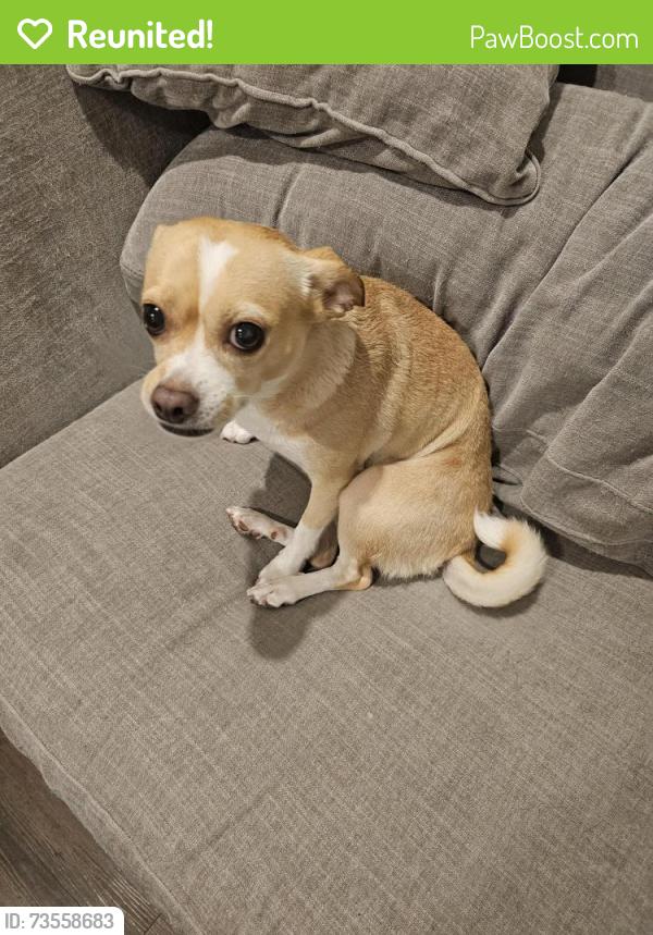 Reunited Female Dog last seen Boat club and Robertson Rd, Fort Worth, TX 76179