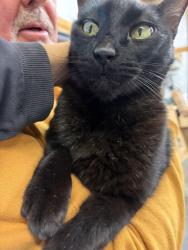 Found/Stray Male Cat last seen Near, Lebanon, TN 37090