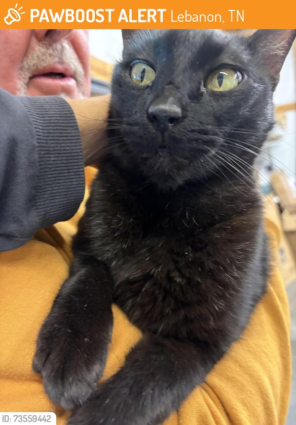 Found/Stray Male Cat last seen Near, Lebanon, TN 37090