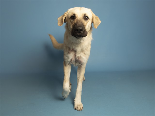 Shelter Stray Male Dog last seen ELLSWORTH AND UNIVERSITY, 5501 E Van Buren St, Phoenix, AZ 85008, USA