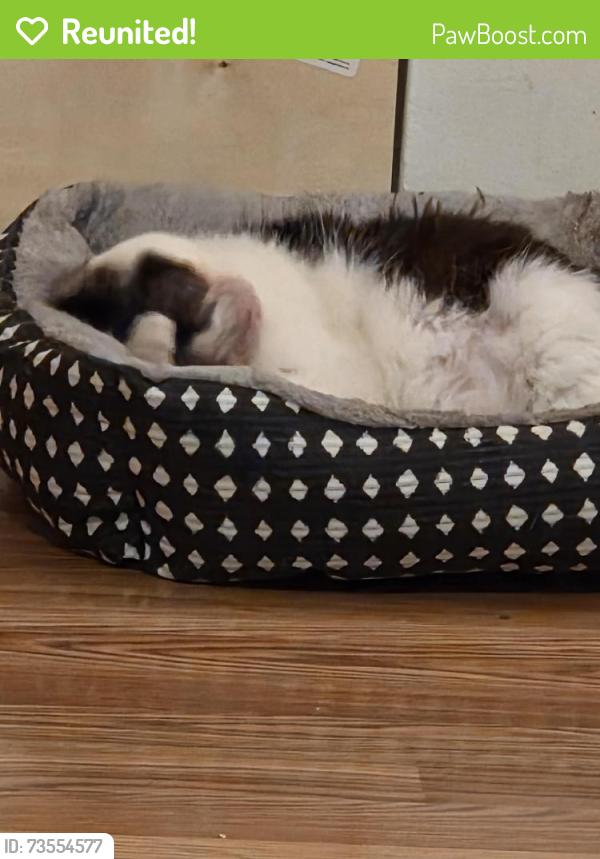 Reunited Female Cat last seen Near province st north, hamilton, Hamilton, ON L8H 4H7