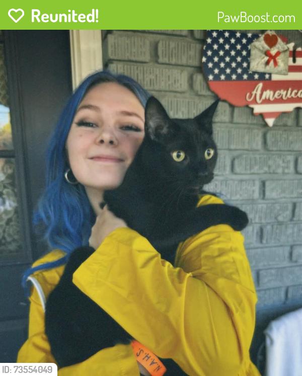 Reunited Male Cat last seen Oglewood Ave, Knoxville, TN, USA, Knoxville, TN 37917