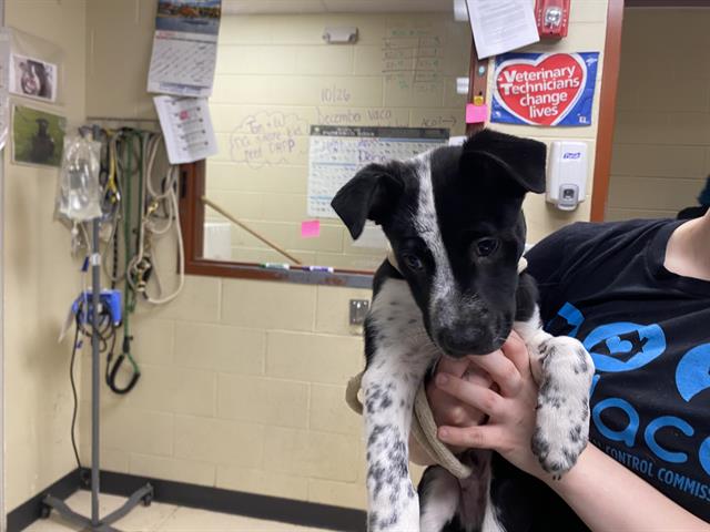 Shelter Stray Male Dog last seen Near BLOCK W APPLETON AVE, 3839 W Burnham St, West Milwaukee, WI 53215, USA