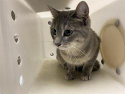 Shelter Stray Female Cat last seen Near BLOCK E HOMER ST, 3839 W Burnham St, West Milwaukee, WI 53215, USA