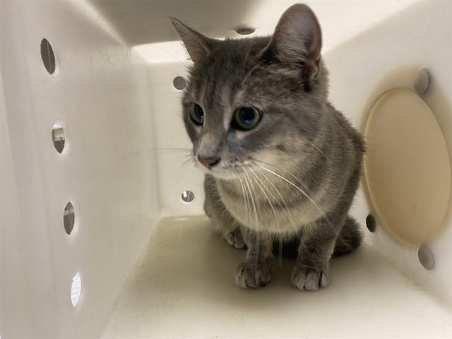 Shelter Stray Female Cat last seen Near BLOCK E HOMER ST, 3839 W Burnham St, West Milwaukee, WI 53215, USA