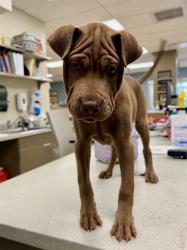 Shelter Stray Female Dog last seen Near BLOCK E BRIDGE STREET, 12155 Park Blvd, Brighton, CO 80601, USA