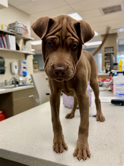 Shelter Stray Female Dog last seen Near BLOCK E BRIDGE STREET, 12155 Park Blvd, Brighton, CO 80601, USA