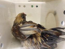 Shelter Stray Unknown Bird last seen Near BLOCK W BURLEIGH ST, 3839 W Burnham St, West Milwaukee, WI 53215, USA