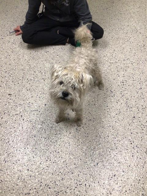Shelter Stray Male Dog last seen Near BLOCK I-25, 12155 Park Blvd, Brighton, CO 80601, USA