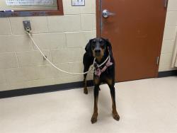 Shelter Stray Male Dog last seen Near BLOCK W LINCOLN CREEK DR, 3839 W Burnham St, West Milwaukee, WI 53215, USA