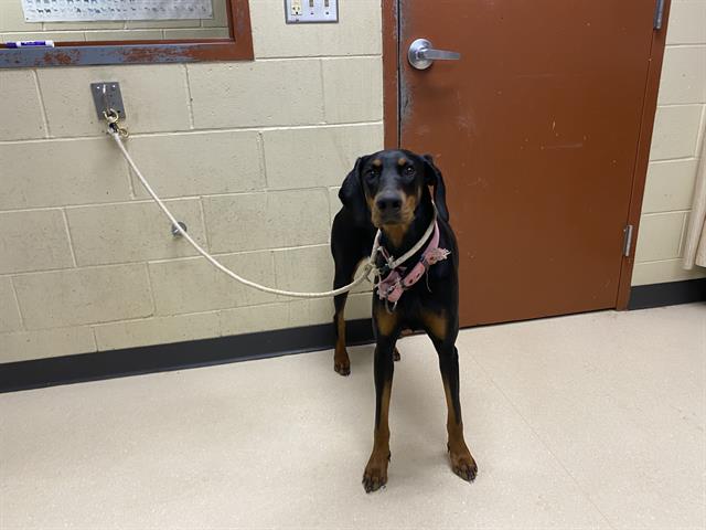 Shelter Stray Male Dog last seen Near BLOCK W LINCOLN CREEK DR, 3839 W Burnham St, West Milwaukee, WI 53215, USA