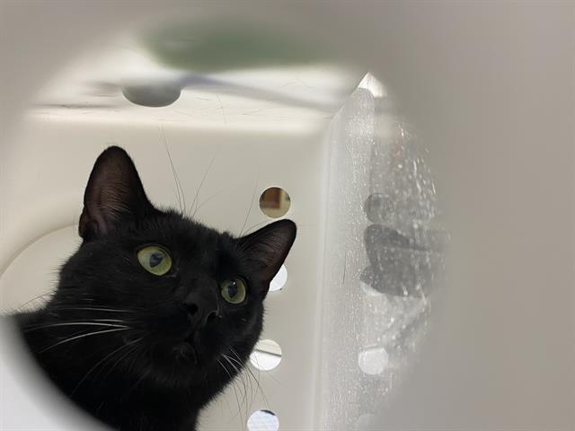 Shelter Stray Male Cat last seen Near BLOCK N MARTIN L KING JR DR, 3839 W Burnham St, West Milwaukee, WI 53215, USA