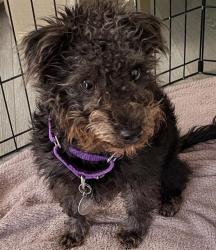 Shelter Stray Male Dog last seen Near BLOCK E ALAMEDA PKWY, AURORA, CO 80012, 1241 W Bayaud Ave, Denver, CO 80223, USA